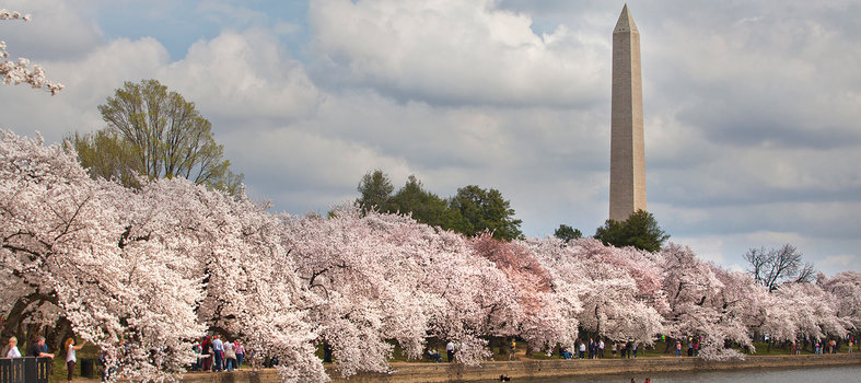 Cherry Blossoms