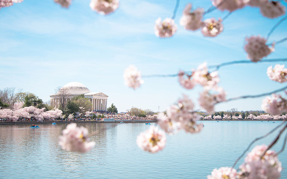 NATIONAL CHERRY BLOSSOM FESTIVAL