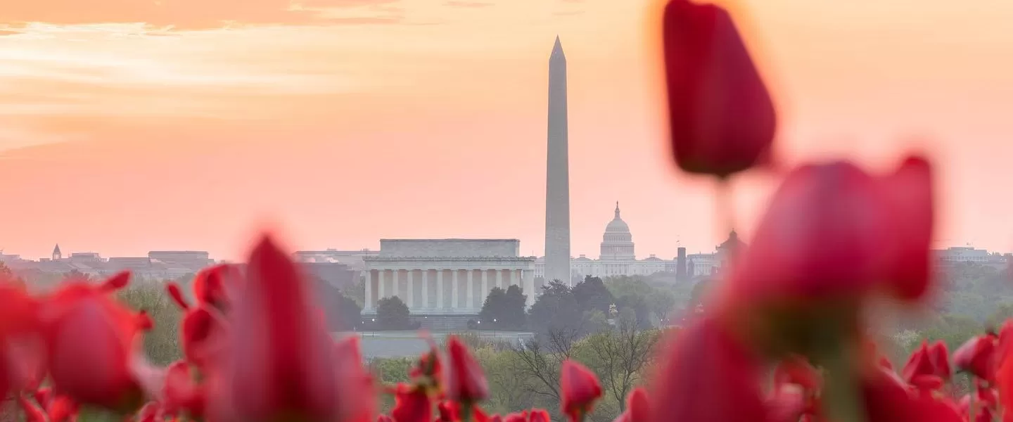 @johiattkim - Tulips with National Monument in background