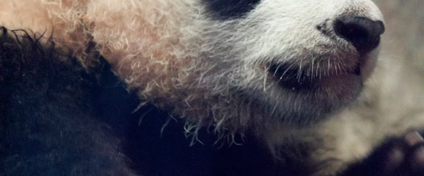 Baby Panda Bei Bei at the Smithsonian National Zoo