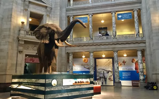 Henry the elephant in the National Museum of Natural History