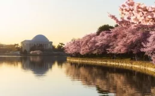 Cherry Blossoms at Tidal Basin