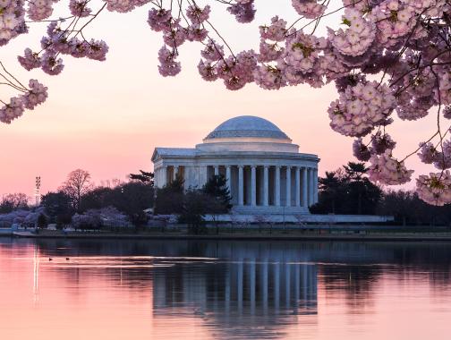 Cherry blossoms around Tidal Basin