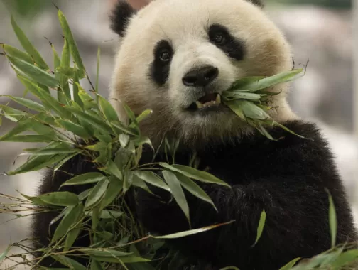 Giant Panda at Smithsonian National Zoo and Conservation Biology Institute