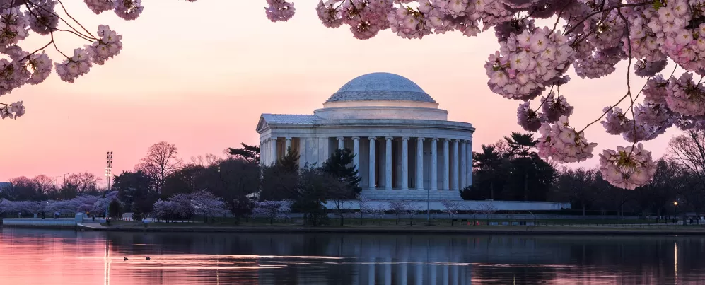 Cherry blossoms around Tidal Basin