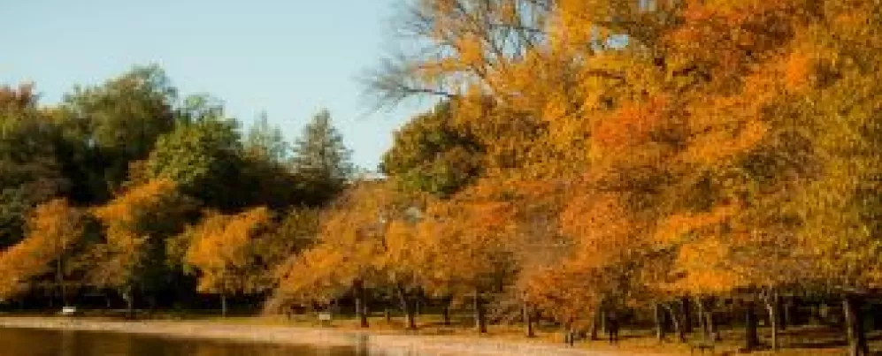 Tidal Basin Fall