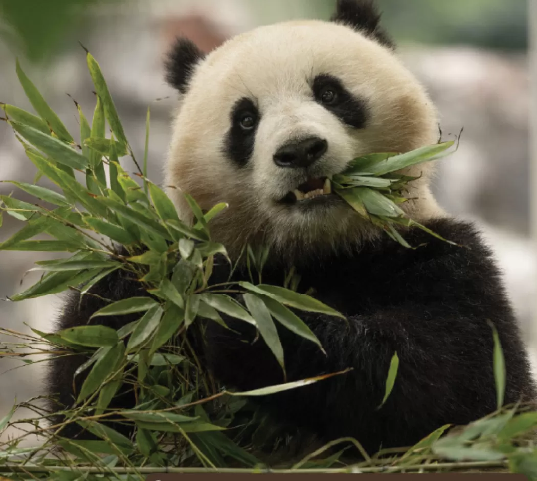 Giant Panda at Smithsonian National Zoo and Conservation Biology Institute